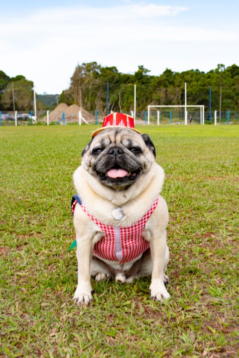 Foto do Pugnic 2026